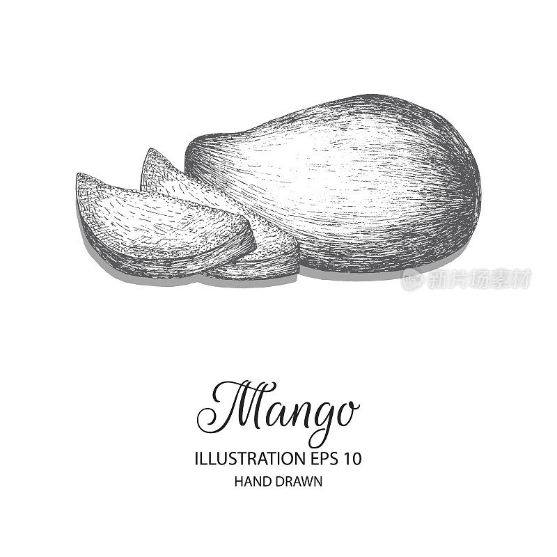 Mango hand drawn illustration by ink and pen sketch.